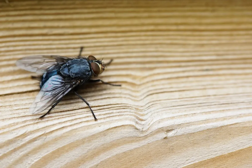Maringá 98 FM — A cidade de Sousa, na Paraíba, registrou aumento significativo nos atendimentos por infecções conhecidas como “virose da mosca”, segundo dados da Unidade de Pronto Atendimento (UPA) e do Hospital Regional da cidade. Até essa terça-feira (24), as unidades passaram a atender até 300 pacientes por dia, impulsionadas pela maior circulação de vírus e bactérias transmitidos por insetos. De acordo com a direção da UPA, a média diária de atendimentos subiu de 180 para entre 260 e 300 pacientes, com sintomas como diarreia, dor abdominal, vômito, náuseas e febre. Em muitos casos, os pacientes apresentam desidratação rápida, especialmente entre idosos. Além disso, a unidade informou que todos os leitos […]