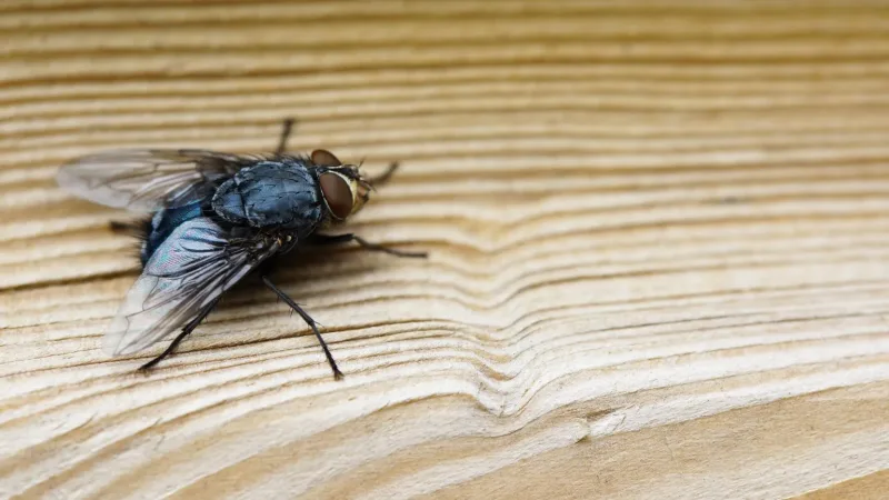 Maringá 98 FM — A cidade de Sousa, na Paraíba, registrou aumento significativo nos atendimentos por infecções conhecidas como “virose da mosca”, segundo dados da Unidade de Pronto Atendimento (UPA) e do Hospital Regional da cidade. Até essa terça-feira (24), as unidades passaram a atender até 300 pacientes por dia, impulsionadas pela maior circulação de vírus e bactérias transmitidos por insetos. De acordo com a direção da UPA, a média diária de atendimentos subiu de 180 para entre 260 e 300 pacientes, com sintomas como diarreia, dor abdominal, vômito, náuseas e febre. Em muitos casos, os pacientes apresentam desidratação rápida, especialmente entre idosos. Além disso, a unidade informou que todos os leitos [&hellip;]