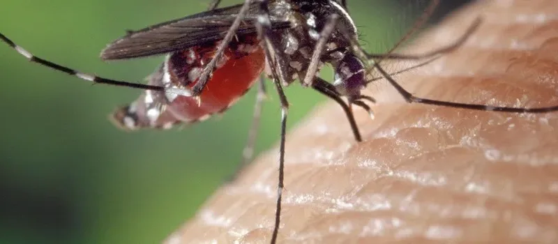 Maringá 98 FM — &nbsp; A Secretaria de Estado da Saúde da Paraíba (SES-PB), por meio da Gerência Executiva de Vigilância em Saúde (GEVS), divulgou, nesta terça-feira (12), o Boletim Epidemiológico nº 5 de 2026 das arboviroses, com dados analisados até o dia 2 de maio, referentes à 17ª Semana Epidemiológica do ano. O levantamento aponta que o estado registrou 2.489 casos prováveis de arboviroses em 2026, sendo 2.398 de dengue, 88 de chikungunya e três de zika. Não há casos confirmados de febre do Oropouche no período analisado. Segundo o boletim, as maiores incidências de casos concentram-se na 1ª, 7ª e 11ª Regiões [&hellip;]