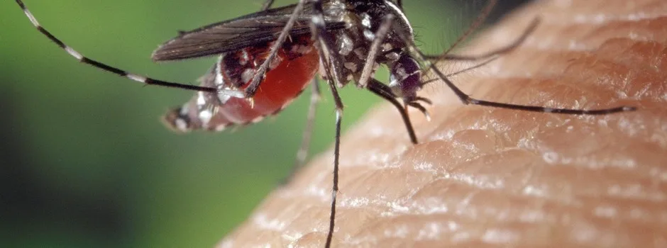 Maringá 98 FM —   A Secretaria de Estado da Saúde da Paraíba (SES-PB), por meio da Gerência Executiva de Vigilância em Saúde (GEVS), divulgou, nesta terça-feira (12), o Boletim Epidemiológico nº 5 de 2026 das arboviroses, com dados analisados até o dia 2 de maio, referentes à 17ª Semana Epidemiológica do ano. O levantamento aponta que o estado registrou 2.489 casos prováveis de arboviroses em 2026, sendo 2.398 de dengue, 88 de chikungunya e três de zika. Não há casos confirmados de febre do Oropouche no período analisado. Segundo o boletim, as maiores incidências de casos concentram-se na 1ª, 7ª e 11ª Regiões […]