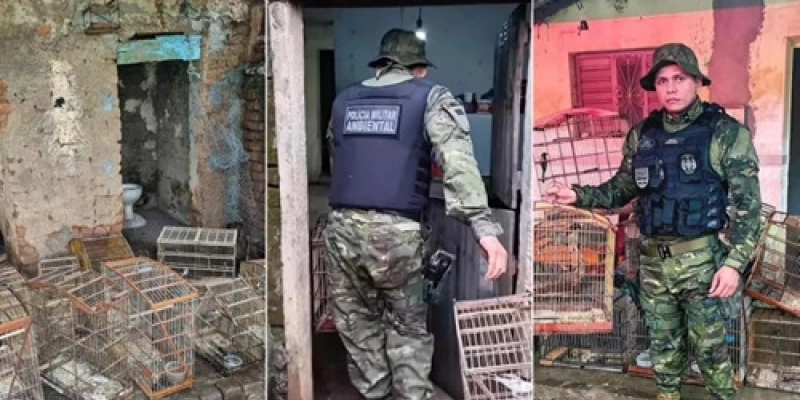 Maringá 98 FM — O Batalhão de Polícia Militar Ambiental (BPMA) apreendeu, neste domingo (10), 21 aves silvestres que eram mantidas ilegalmente em cativeiro no município de Malta, na Região Metropolitana da cidade de Patos. A polícia chegou ao local após uma denúncia anônima informando sobre a criação irregular dos animais em uma residência da cidade. Ao chegarem, os policiais ambientais constataram que as aves estavam sendo mantidas sem autorização necessária dos órgãos competentes, configurando assim um crime ambiental. Segundo informações do BPMA, o proprietário do imóvel já havia sido autuado anteriormente pelo mesmo tipo de infração, tornando-o reincidente na prática ilegal. Após o flagrante, [&hellip;]