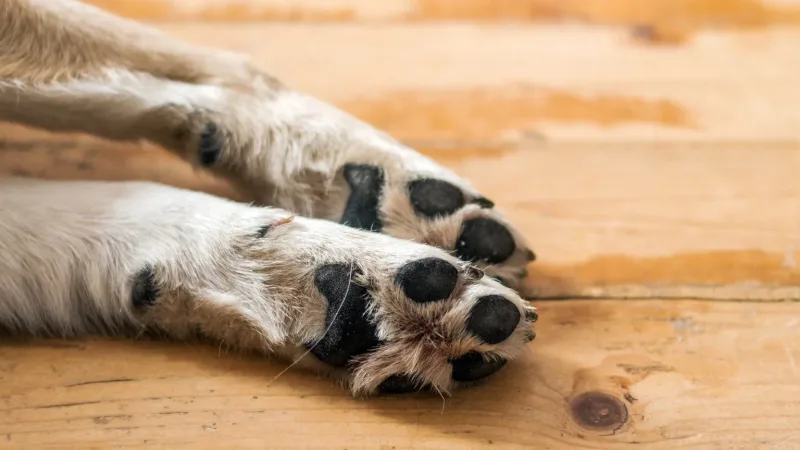 Maringá 98 FM — A Polícia Civil da Paraíba instaurou um inquérito para investigar o suposto envenenamento de cerca de 70 animais, entre cães e gatos, no município de Teixeira, no Sertão paraibano. Os casos foram registrados nos últimos dois meses e estão sendo apurados pela Delegacia de Polícia Civil da cidade e pela 15ª Delegacia Seccional de Polícia Civil (15ª DSPC). Segundo as investigações, a suspeita é de que substâncias tóxicas tenham sido colocadas em pedaços de carne bovina e frango utilizados para atrair os animais. De acordo com a Polícia Civil, a maioria dos animais mortos era composta por cães em situação de rua. No [&hellip;]