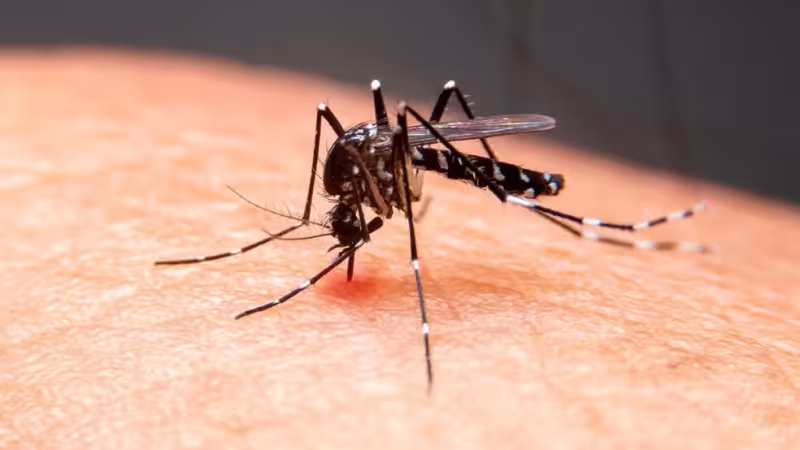 Maringá 98 FM — Duas mortes de crianças de 7 anos, registradas em São Bento, no Sertão da Paraíba, estão sob investigação por suspeita de dengue grave. A Secretaria de Estado da Saúde informou, nesta segunda-feira (29), que seguirá o protocolo do Ministério da Saúde para apurar os casos. O primeiro óbito foi registrado no dia 24 de junho e envolveu uma menina de 7 anos. O segundo óbito foi registrado no domingo (28) e se trata de um menino, da mesma idade. A chefe do Núcleo de Doenças e Agravos Transmissíveis da secretaria, Fernanda Vieira, explicou que existe um protocolo definido pelo Ministério da Saúde [&hellip;]