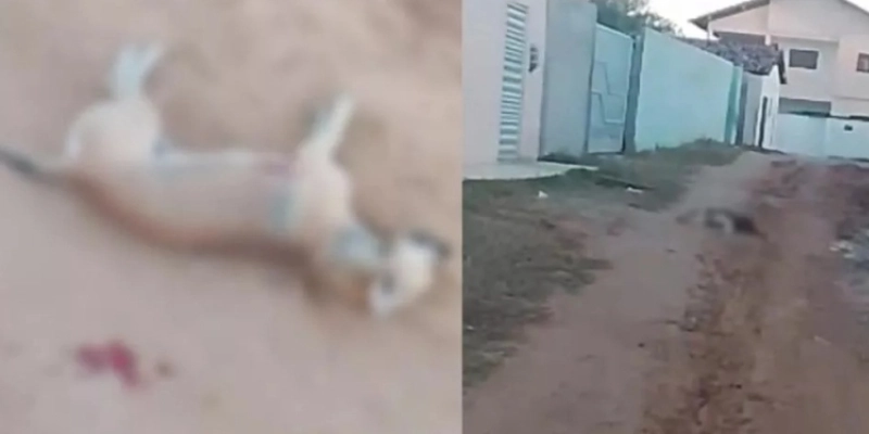 Maringá 98 FM — Dois cães foram mortos a tiros na tarde deste domingo (28), no bairro da Maternidade, em Patos, no Sertão da Paraíba. O caso aconteceu em uma rua de terra próxima ao Recreio Maçonaria e causou revolta entre moradores. Um vídeo que circula nas redes sociais mostra os animais caídos no local, com marcas de sangue na via. Nas imagens, uma moradora lamenta a morte dos cães. Até o momento, não há informações sobre os responsáveis pelos disparos nem sobre a motivação do crime. A Polícia Civil deve investigar o caso. Moradores esperam que imagens de câmeras de segurança da região ajudem [&hellip;]