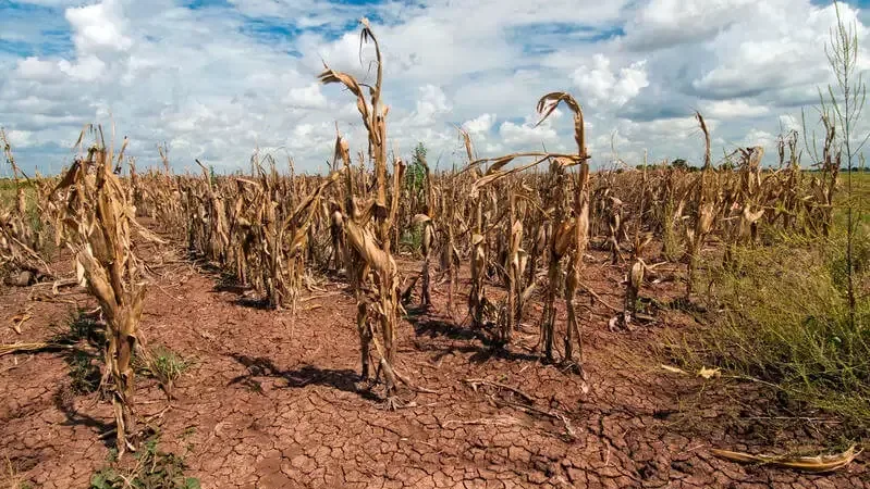 Maringá 98 FM — A Defesa Civil Nacional, reconheceu, nesta segunda-feira (20), a situação de emergência em 20 cidades afetadas por desastres em nove estados, incluindo a Paraíba. De acordo com a portaria publicada, as cidades de Dona Inês e Quixabá foram castigadas pela estiagem e obtiveram o reconhecimento federal. Ao todo, são 109 municípios paraibanos nesta situação. Dados atualizados do Sistema Integrado de Informações sobre Desastres, apontam que a Paraíba tem 147 reconhecimentos vigentes, que ainda incluem 37 por chuvas intensas e um por alagamento. A partir de agora, as prefeituras já podem solicitar recursos do Governo Federal para ações de defesa civil, como [&hellip;]