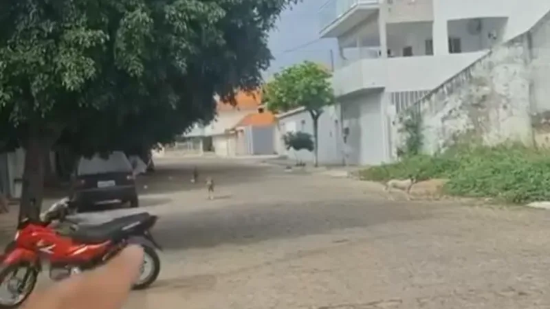 Maringá 98 FM — Mais um ataque de cachorro foi registrado na cidade de Pombal, no Sertão. O caso aconteceu na manhã desta terça-feira (21), no Centro do município, nas proximidades do quartel do Corpo de Bombeiros. De acordo com as informações, um idoso foi atacado pelo animal quando passava pela rua, e sofreu uma mordida na perna, ficando ferido. O novo caso volta a chamar a atenção para a presença de cães soltos pelas ruas da cidade, problema que tem gerado preocupação entre moradores e já motivou outras ocorrências semelhantes. A população cobra medidas para garantir mais segurança e evitar novos ataques. &nbsp;