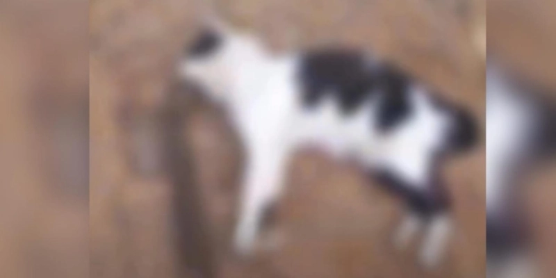 Maringá 98 FM — &nbsp; A Polícia Civil prendeu um homem suspeito de praticar os crimes de maus-tratos a animais, violência doméstica, posse ilegal de arma de fogo e agiotagem, na cidade de Piancó na tarde desta quinta-feira (16). De acordo com as informações, o suspeito foi identificado após a divulgação de um vídeo em que aparece afirmando ter matado um gato a pauladas. Com base nas imagens que circularam nas redes sociais, os policiais localizaram o homem e constataram que, além dos maus-tratos ao animal, ele também é suspeito de violência doméstica e pela prática de agiotagem, que consiste em emprestar dinheiro a juros [&hellip;]