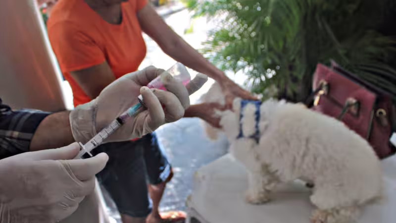 Maringá 98 FM — A Secretaria de Estado da Saúde da Paraíba (SES-PB) realiza, neste sábado (29), o Dia D da Campanha de Vacinação Antirrábica Animal, com ações nos 223 municípios paraibanos. A mobilização tem como meta imunizar 820.532 animais, sendo 602.378 cães e 218.154 gatos. Devem ser vacinados, todos os cães e gatos a partir de três meses de idade, sem contraindicação para a vacina, que é gratuita. Para a ação, serão mais de 800 postos funcionando das 8h às 17h, com a participação de aproximadamente seis mil profissionais de saúde. A campanha foi organizada pela SES-PB em parceria com os municípios, por meio das Gerências Regionais de Saúde (GRS). Além dos postos fixos, [&hellip;]