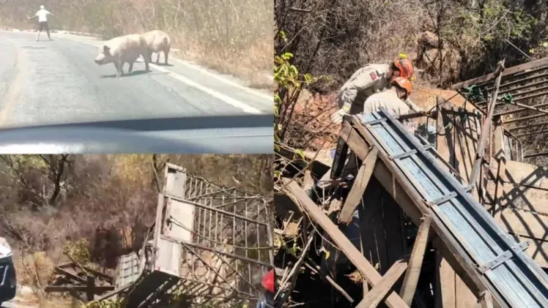 Maringá 98 FM — Uma caminhonete modelo D-20, que transportava sete porcos, capotou na manhã desta terça-feira (8), na rodovia estadual PB-262, na Serra do Teixeira, no Sertão da Paraíba. O veículo possuía uma estrutura de madeira instalada na carroceria para o transporte dos animais. O acidente mobilizou equipes do Corpo de Bombeiros, do Serviço de Atendimento Móvel de Urgência (Samu) e da Polícia Militar. Um casal que estava na caminhonete sofreu ferimentos leves. A mulher apresentou escoriações, enquanto o condutor também precisou de atendimento médico. As vítimas foram atendidas por equipes do Samu. Os porcos ficaram presos na carroceria após o capotamento. O Corpo [&hellip;]
