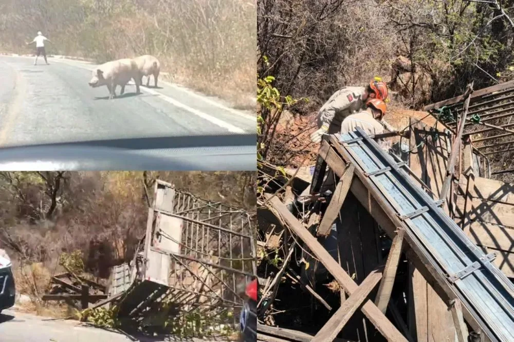 Maringá 98 FM — Uma caminhonete modelo D-20, que transportava sete porcos, capotou na manhã desta terça-feira (8), na rodovia estadual PB-262, na Serra do Teixeira, no Sertão da Paraíba. O veículo possuía uma estrutura de madeira instalada na carroceria para o transporte dos animais. O acidente mobilizou equipes do Corpo de Bombeiros, do Serviço de Atendimento Móvel de Urgência (Samu) e da Polícia Militar. Um casal que estava na caminhonete sofreu ferimentos leves. A mulher apresentou escoriações, enquanto o condutor também precisou de atendimento médico. As vítimas foram atendidas por equipes do Samu. Os porcos ficaram presos na carroceria após o capotamento. O Corpo […]