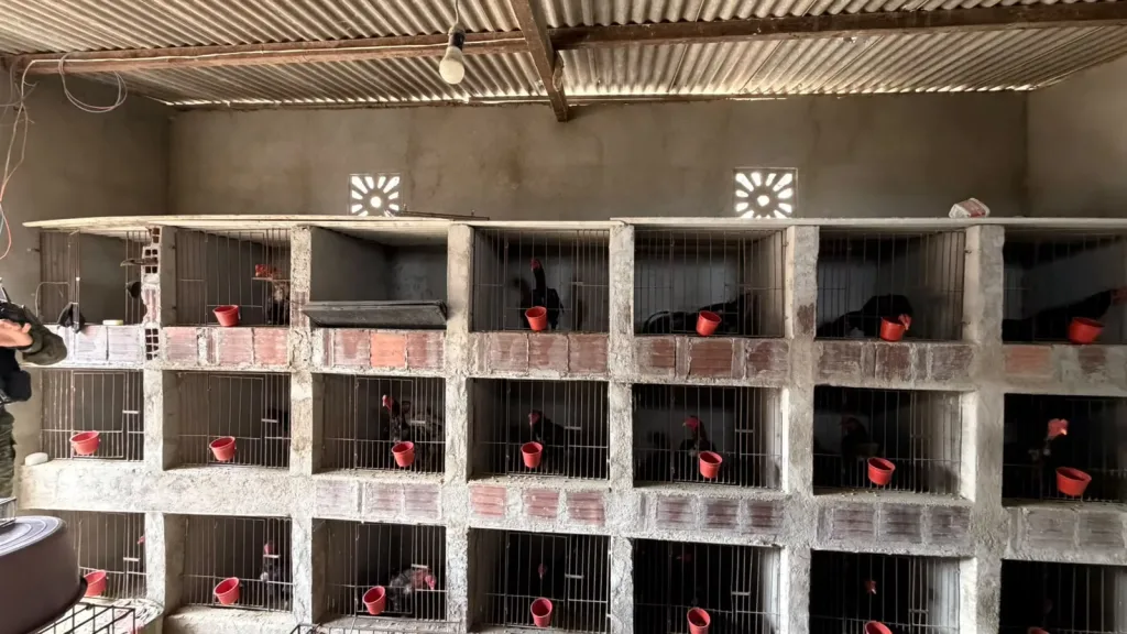 Maringá 98 FM — Uma operação da Polícia Civil para cumprimento de mandados de busca e apreensão em uma investigação de homicídio qualificado encontrou diversos animais em situação de maus tratos em Boqueirão, no interior da Paraíba. Diante do flagrante, duas pessoas foram presas. De acordo com as informações policiais, um dos investigados foi autuado por tráfico de drogas e maus-tratos a animais. Durante as diligências, foram apreendidos aproximadamente 60 galos utilizados em rinhas, além de uma cadela encontrada em grave situação de maus-tratos. O segundo indivíduo, também investigado no inquérito policial que apura o homicídio, foi preso em flagrante após os policiais localizarem, em [&hellip;]
